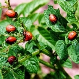 Koloradska zlatica: borba protiv nje